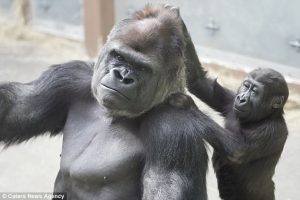 Father and Son Gorilla