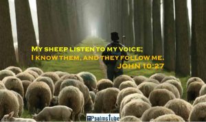 My sheep hear my voice